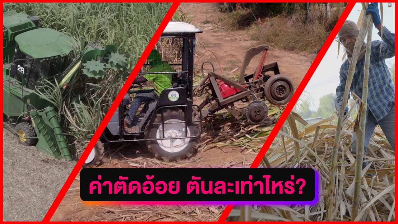 วิเคราห์ต้นทุนค่าตัดอ้อย 3 วิธีการ แบบไหนที่เหมาะกับคุณ