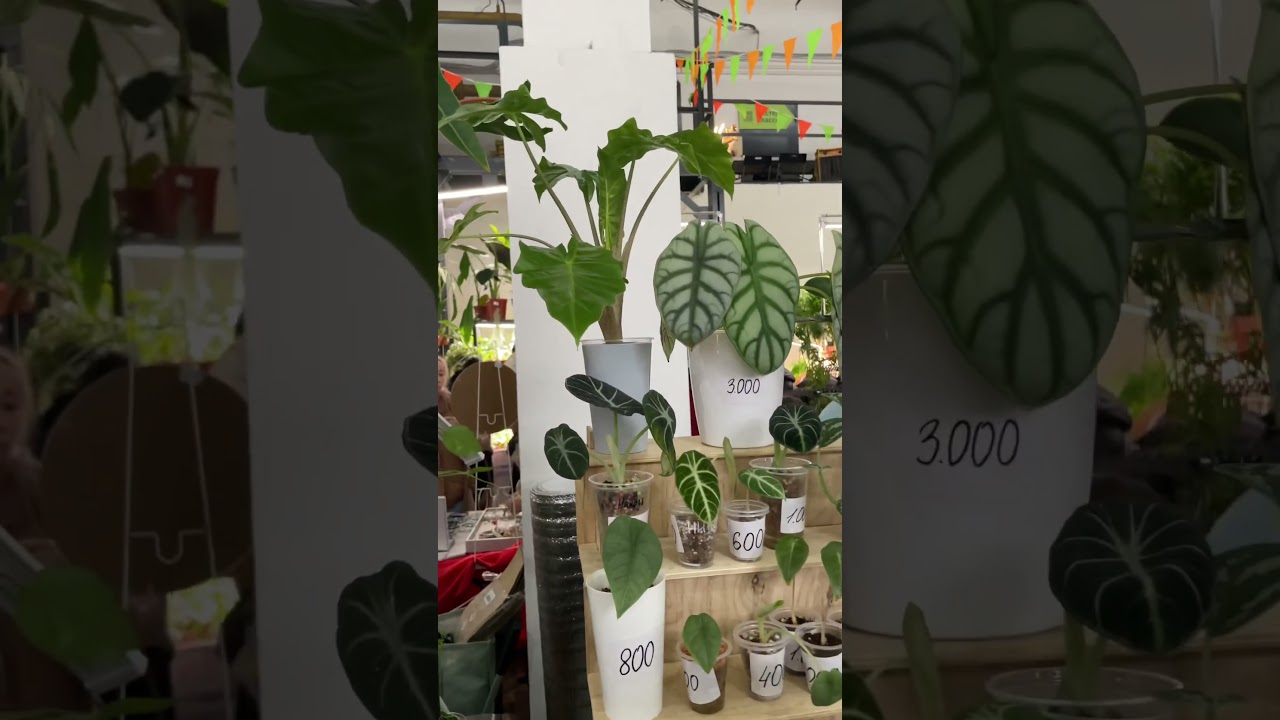 growbox_market в Москве 18 и 19 Октября ссылка на их ТГ:  