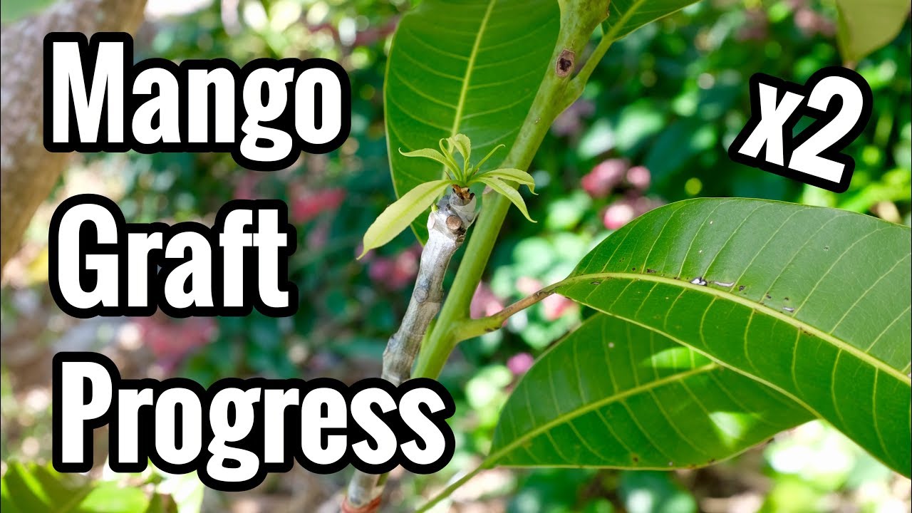 Bud Graft and Side Cleft Graft Progress