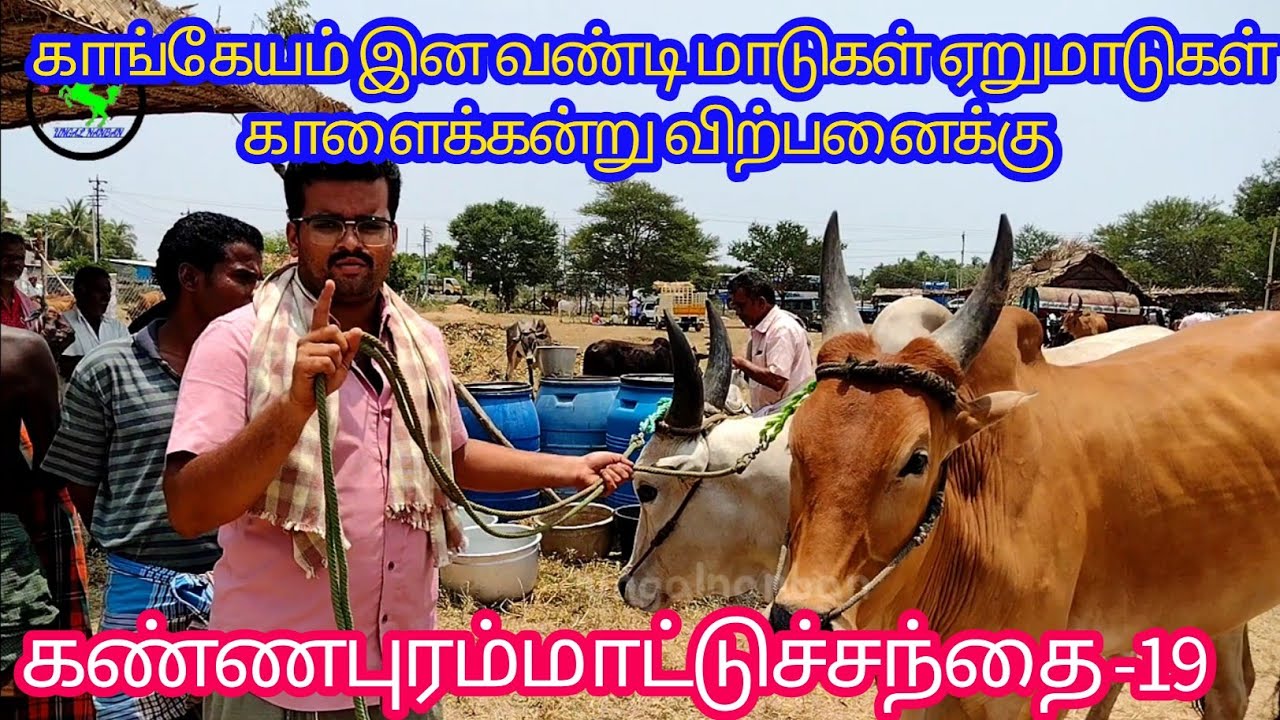 வண்டி மாடுகள் ஏறுமாடுகள் காளைக்கன்று//கண்ணபுரம்மாட்டுச்சந்தை2023 #cow #bull #கண்ணபுரம் #tiruppur