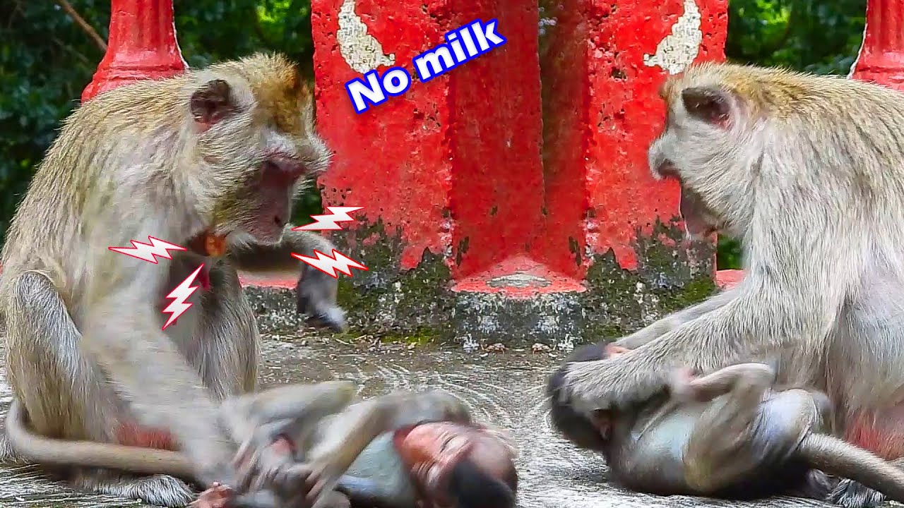 Oh no..! monkey Vegas unhappy to baby Vegan and trying weaning milk