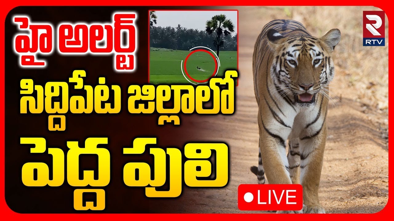 🔴LIVE : Tiger Hulchal At Siddipet District | సిద్దిపేట జిల్లాలో పెద్ద పులి | High Alert | RTV