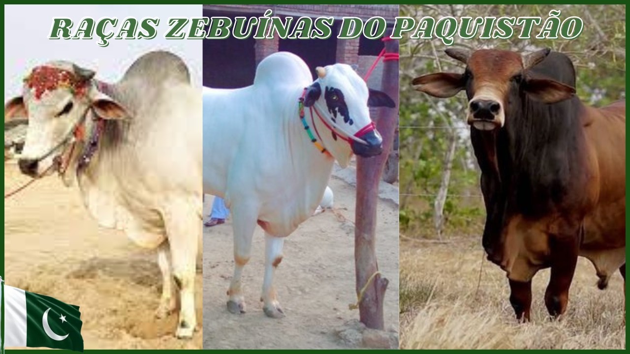 Top 5 Raças Zebuínas do Paquistão: Descubra as Melhores! #zebu #sindi #boi #bois #vacas #vaca #touro