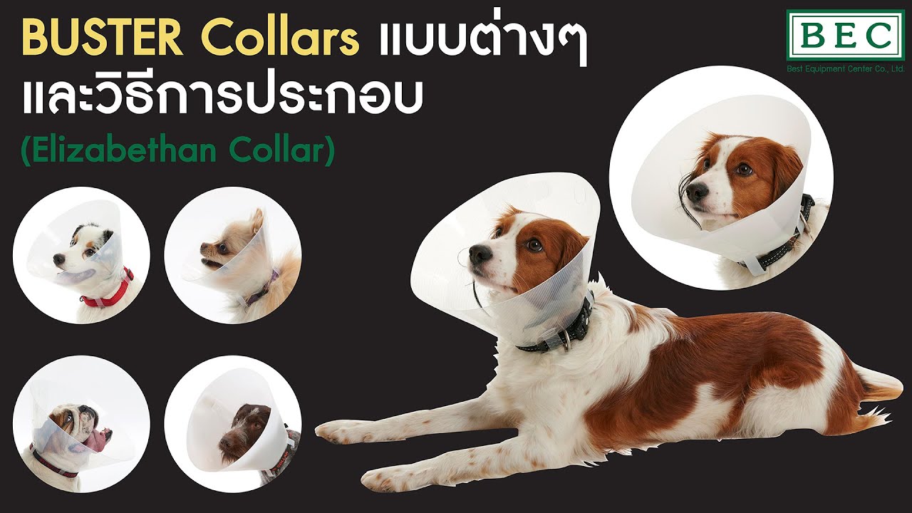 วิธีใส่ปลอกคอกันเลียสำหรับสุนัขและแมว BUSTER Collars แบบต่างๆและวิธีการประกอบ (Elizabethan Collar)