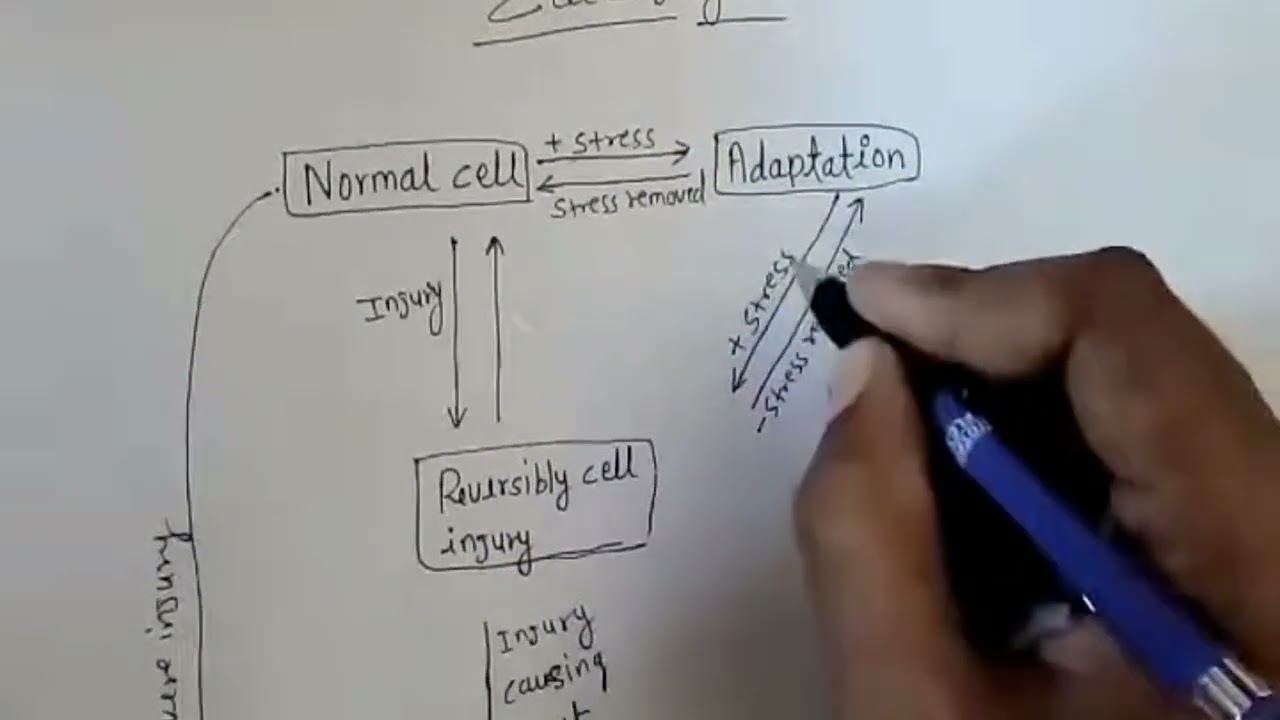 Cell Injury Part-2 | Reversible vs Irreversible Injury | Simple & Clear