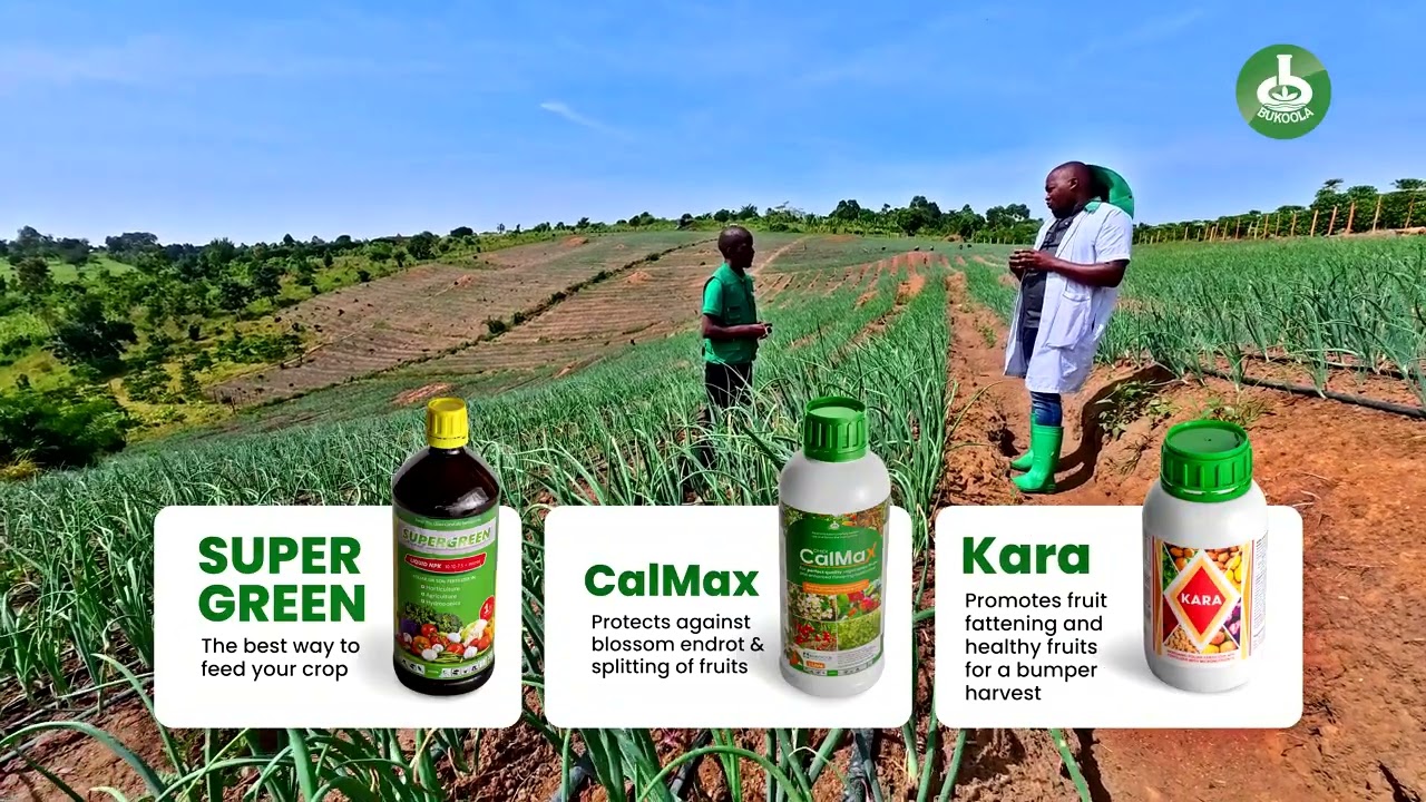 The Nutrition Strategy Behind Healthy Hybrid Onions | SuperGreen, KARA & CalMax