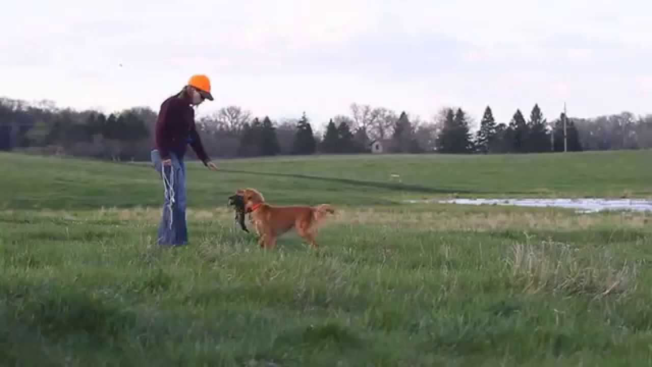 Toller demonstrates incredible speed