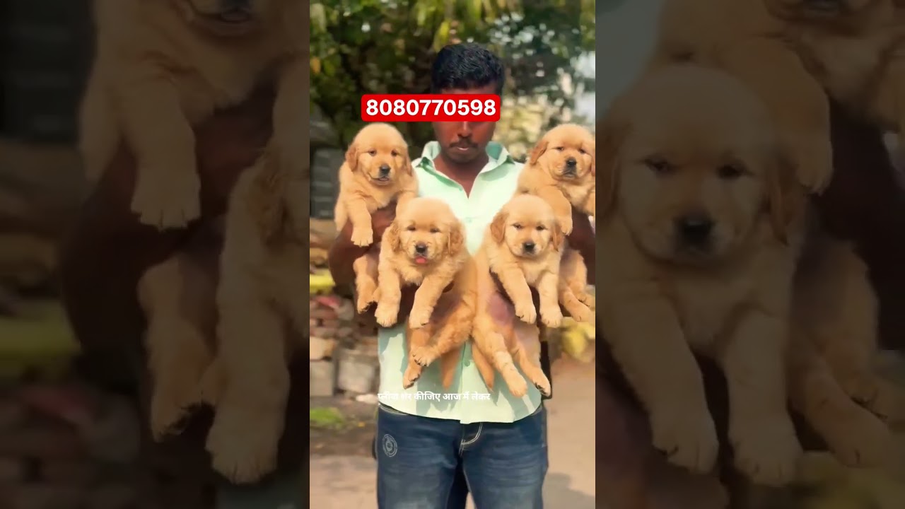 🤩 GOLDEN RETRIEVER 