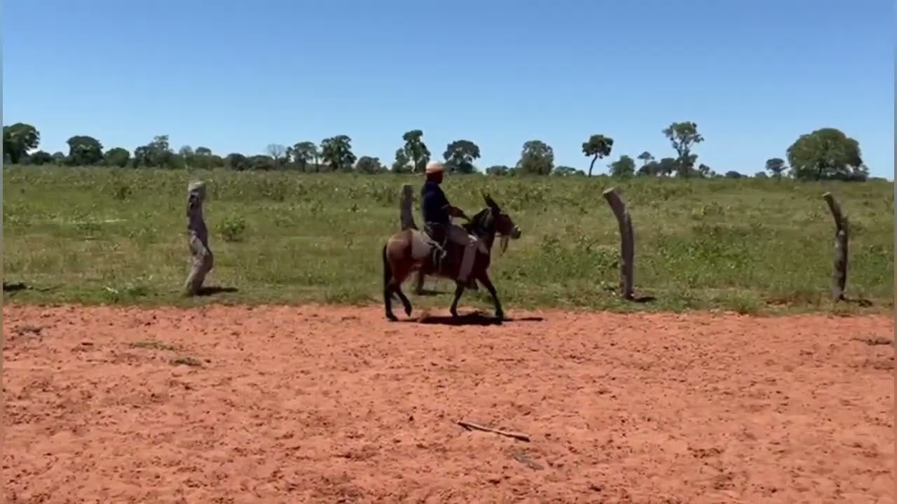 38 - CHOKITO DA FAZENDA BEIRA RIO