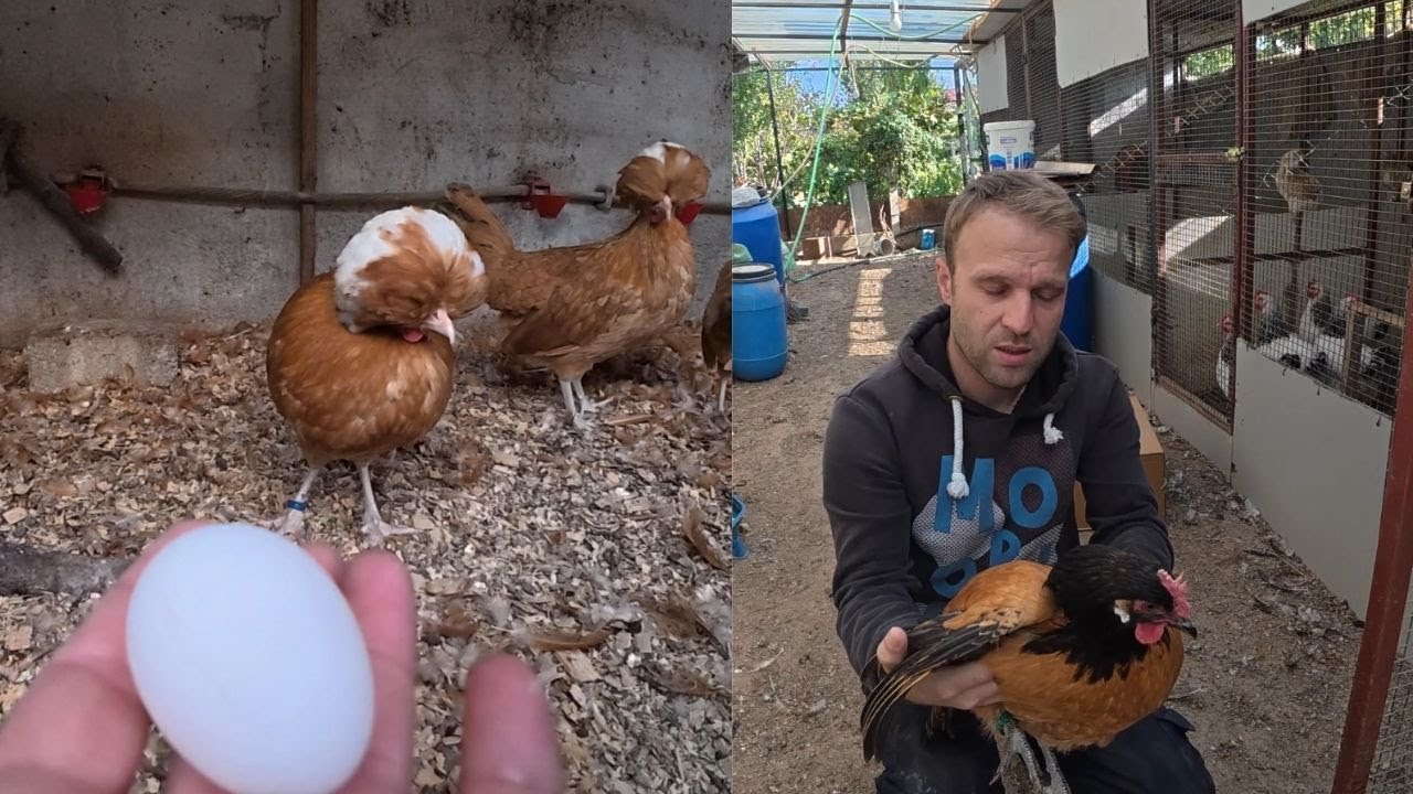 HOLLANDA TEPELİSİ YUMURTAYA BAŞLADI - VORWERKLERİ BİRLEŞTİRDİM