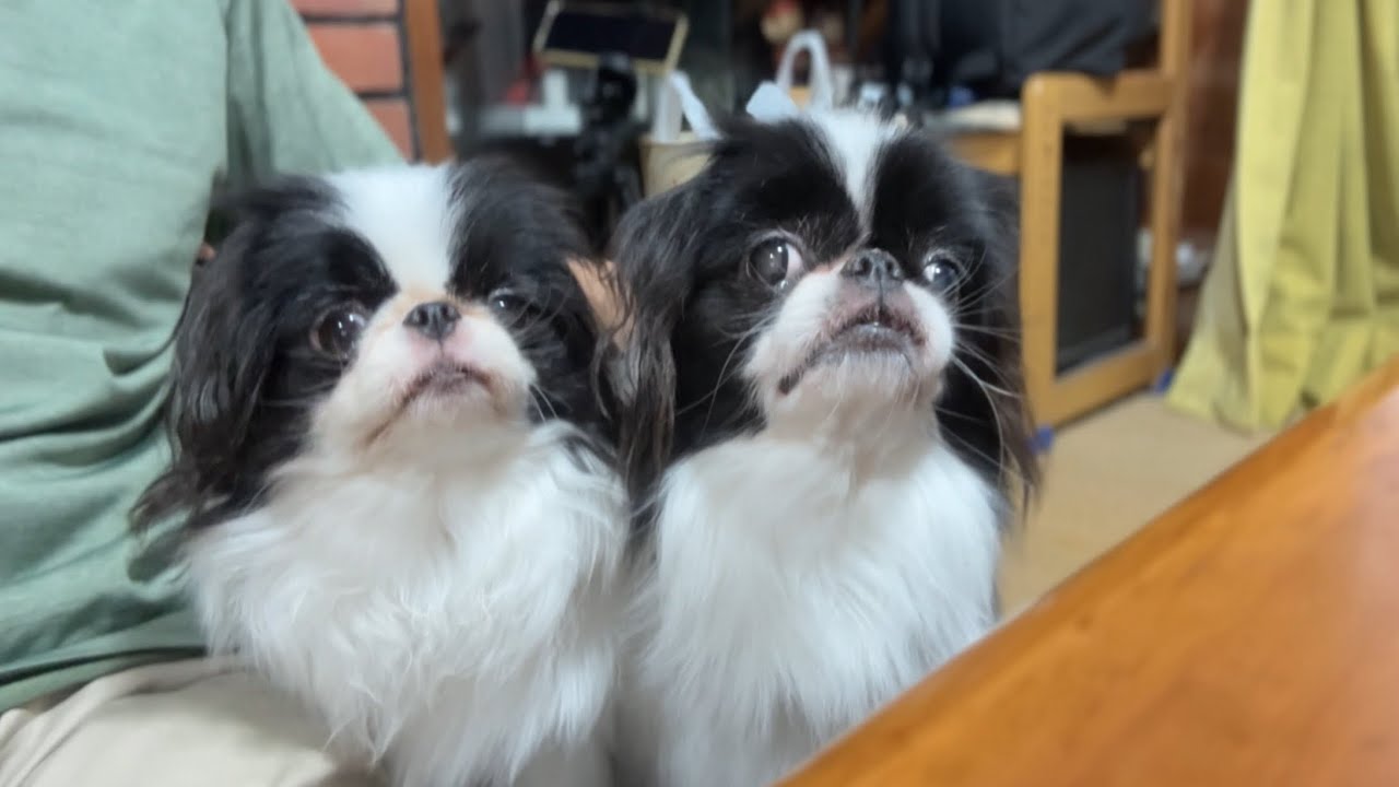 【癒し】飼い主を独り占めしたい2匹の攻防戦が可愛すぎた。