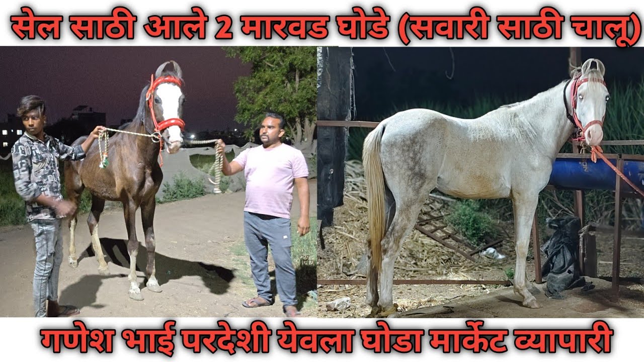 सेल साठी आले 2 मारवड घोडे (सवारी साठी चालू) गणेश भाई परदेशी येवला घोडा मार्केट व्यापारी 