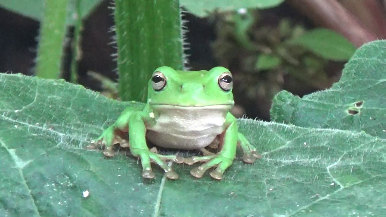 Frogs are important for the ecosystem