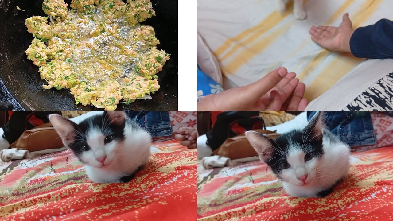 সরিষা ফুলের বড়া 🥣আমার ভাগিনা বিড়াল 🐱 দেখলে পাগল হয়ে যায় @TabassumZannatSuha23 