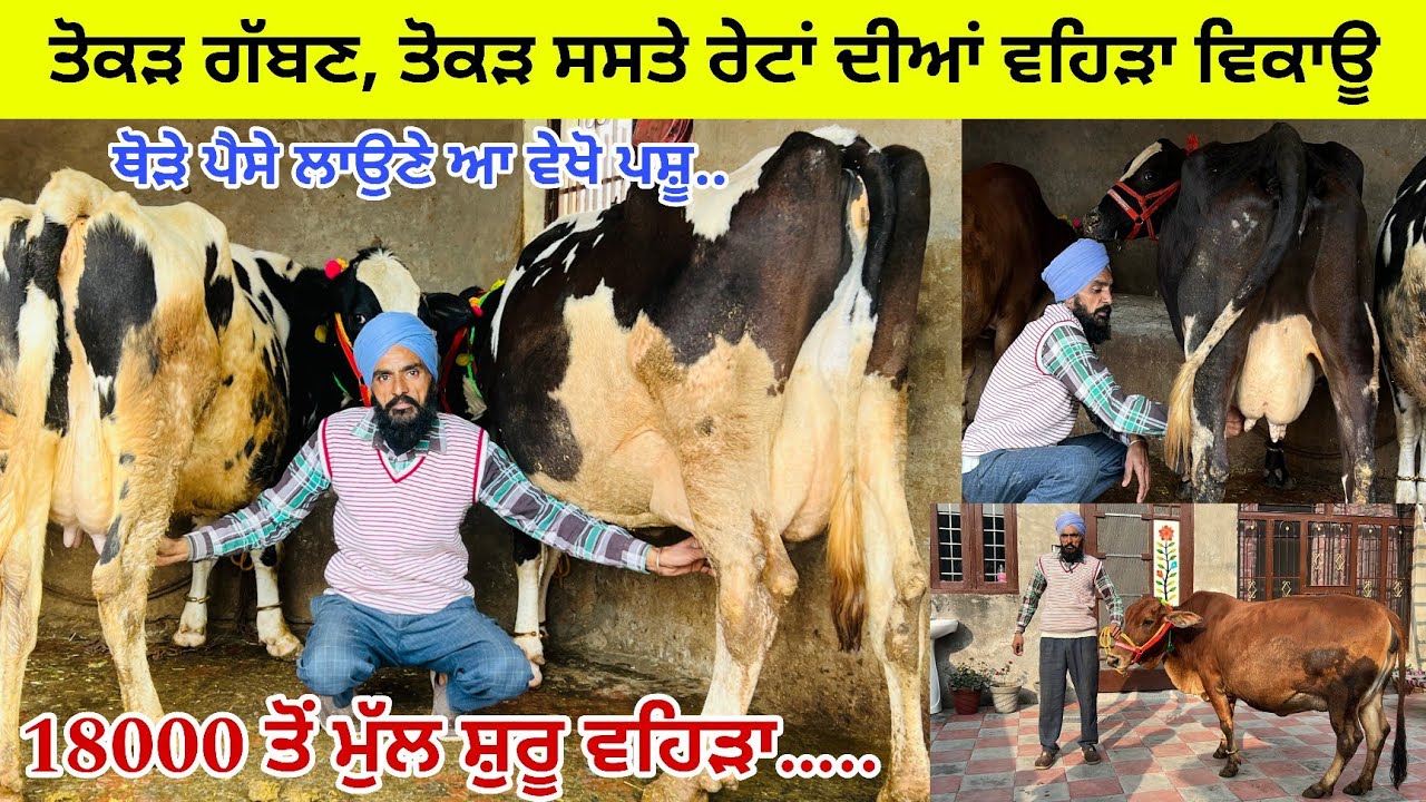 ਕੁਲਦੀਪ ਬੁਰਜ ਨੱਥੂ ਕੇ ਕੋਲ 6 ਵਹਿੜਾ ਵਿਕਾਊ 4 ਸੂਈਆਂ 1 ਤੋਕੜ ਗੱਬਣ ਮੁੱਲ ਬਿਲਕੁਲ ਜ਼ਾਇਜ ਬੁਰਜ ਨੱਥੂ ਕੇ 