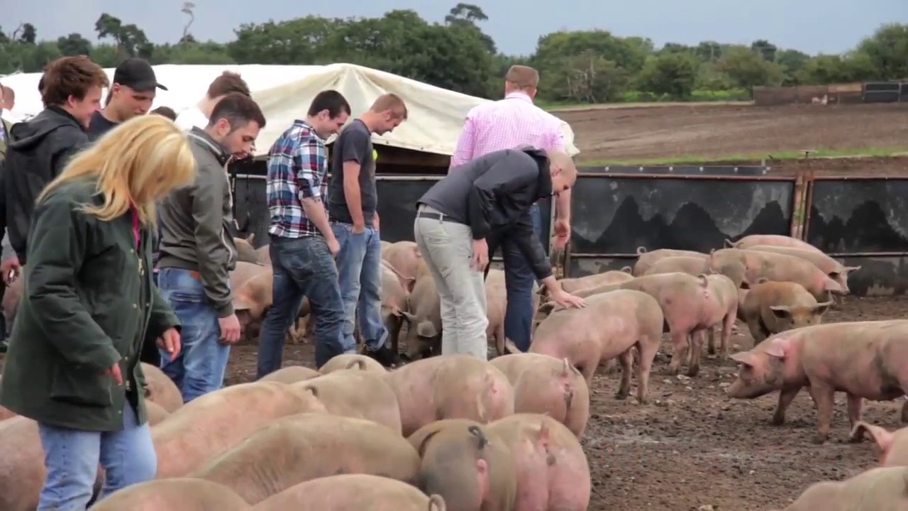Free Range Pork