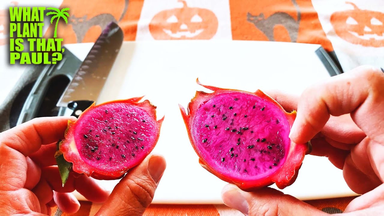HAPPY HALLOWEEN DRAGON FRUIT TASTING and REVIEW /  Tasting PINK PANTHER / Guess the BRIX
