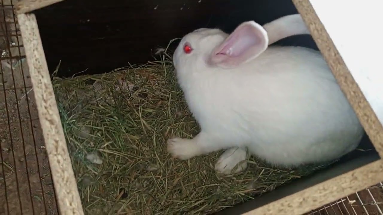 Full rabbit farm ka view newZealand white Rabbit jemi rabbit farming