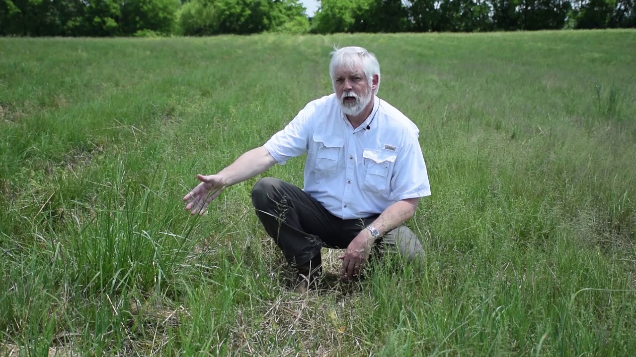 Controlling Weeds: Cool-Season Grasses