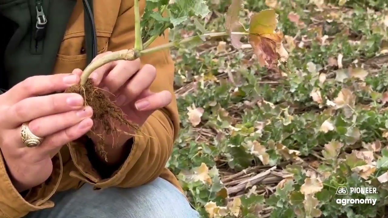 Winter Canola Behind Corn: Why Aggressive Row Cleaners Matter | Pioneer Agronomy 🌱