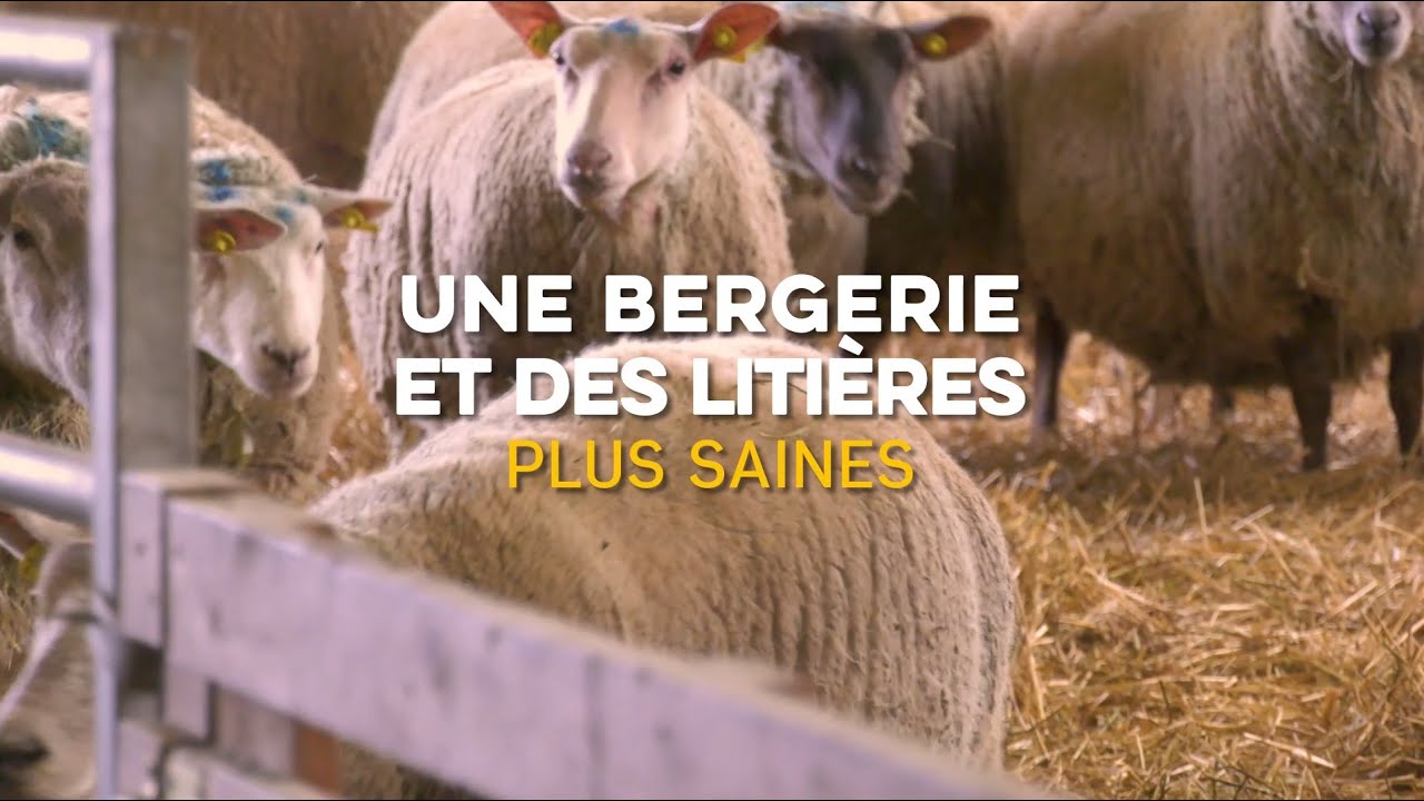 Rencontres TMCE #3 : Une bergerie et des litières plus saines
