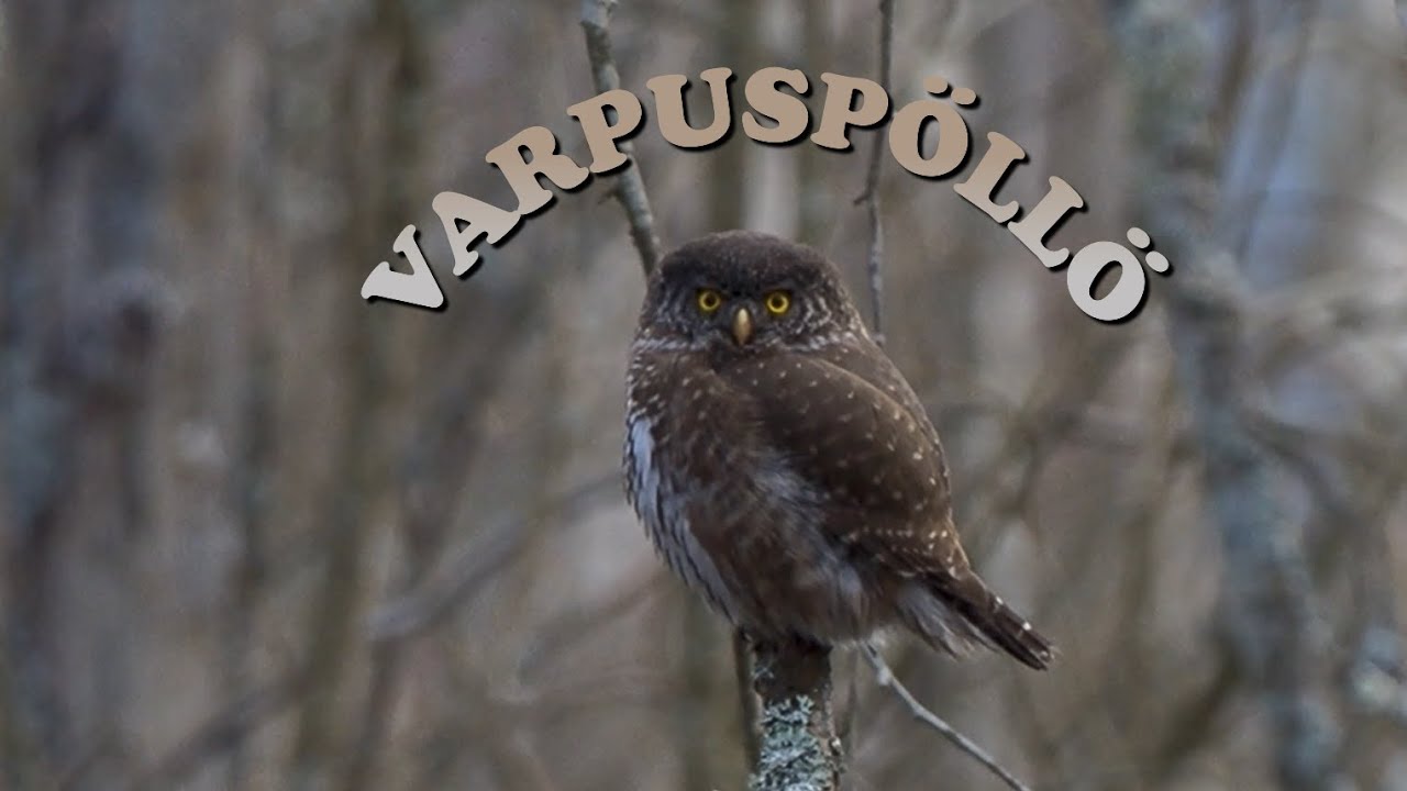 Varpuspöllö päivystää