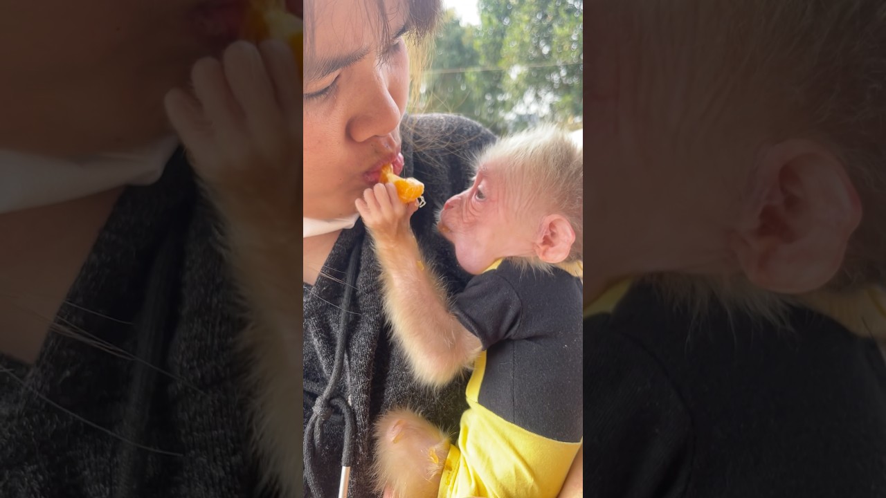 The monkey and its mother are eating fruit.🍒🍑🍓🍏🍇