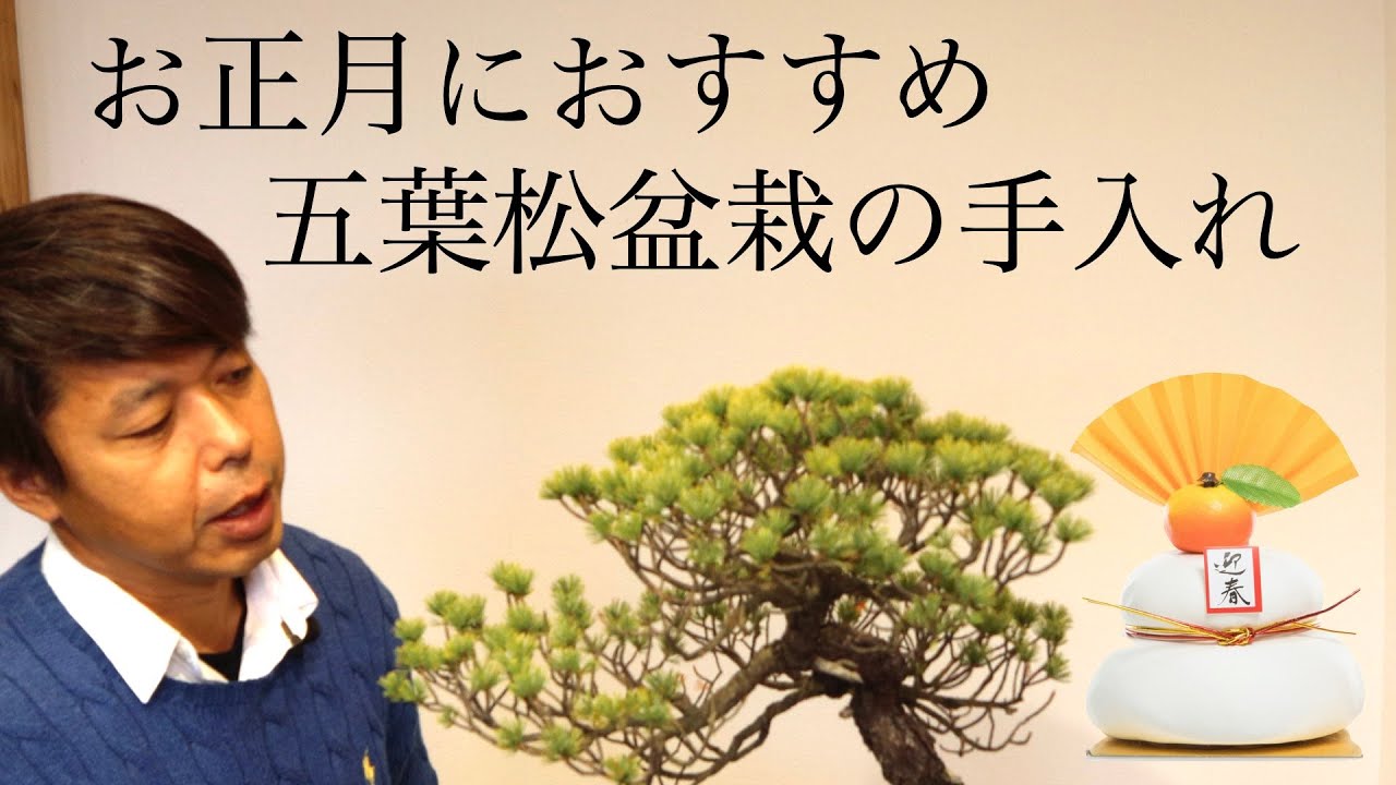 明けましておめでとうございます。 五葉松盆栽の手入れ 剪定