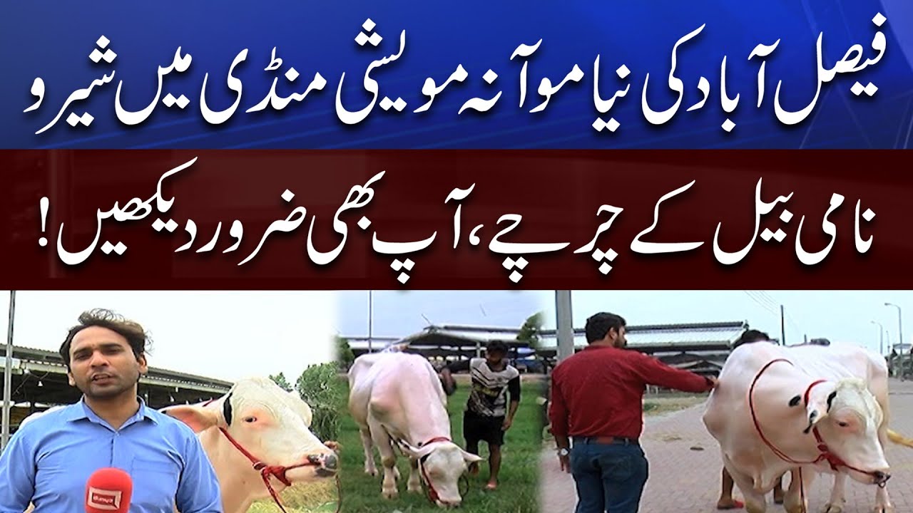 Must WATCH! Shairu Nami Bull Ne Faisalabad Ki Mandi Mein Dhoom Macha Di