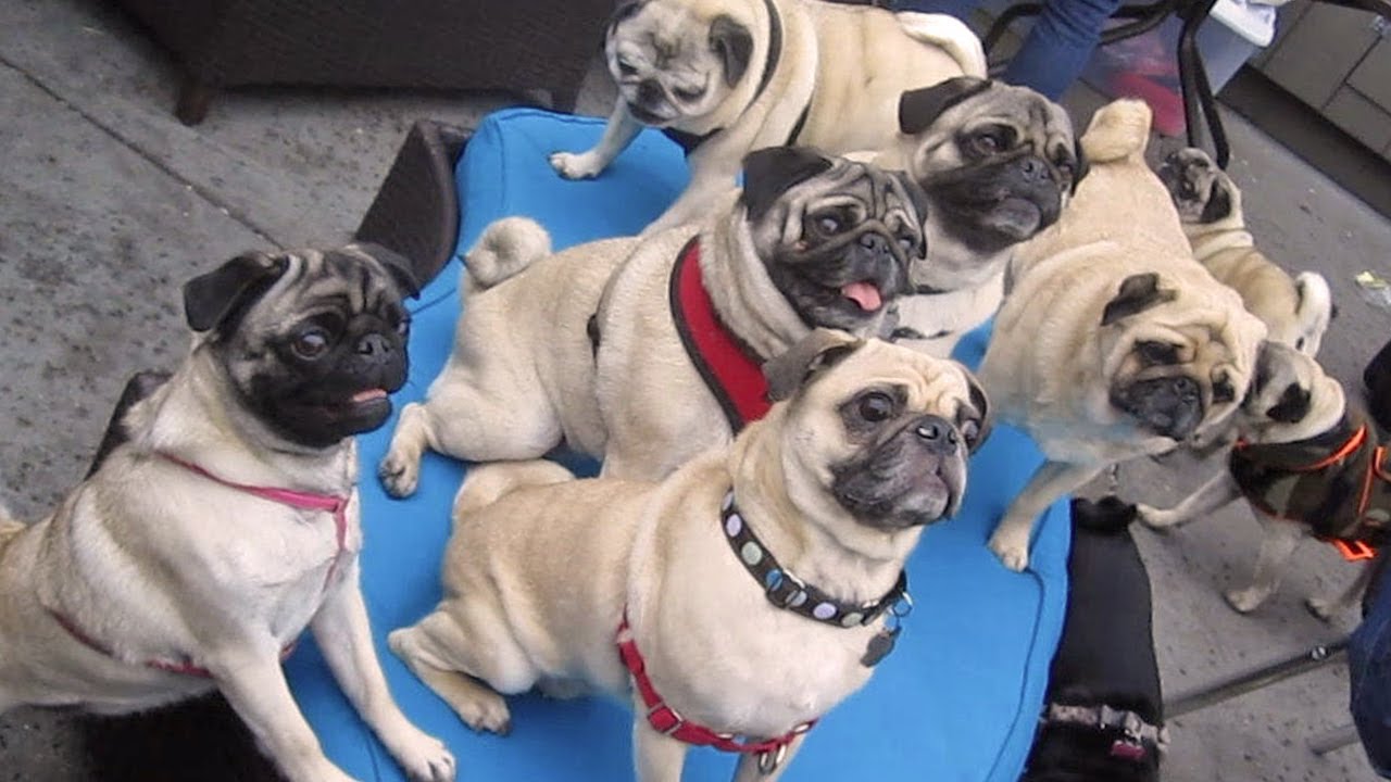 36 Pugs