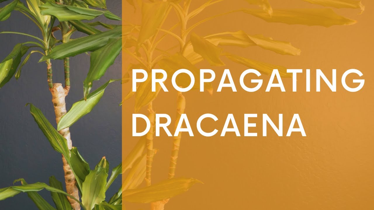 Propagating Dracaena - How to Prune and Propagate a 