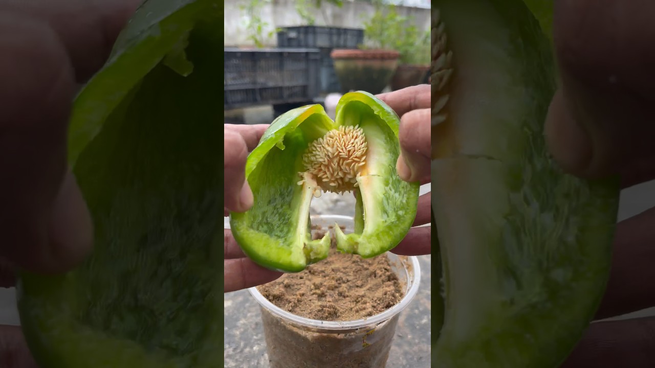 How To Grow Capsicum From Fresh Seeds At Home terrace garden #nature #ytshorts #shorts #garden🪴🪴