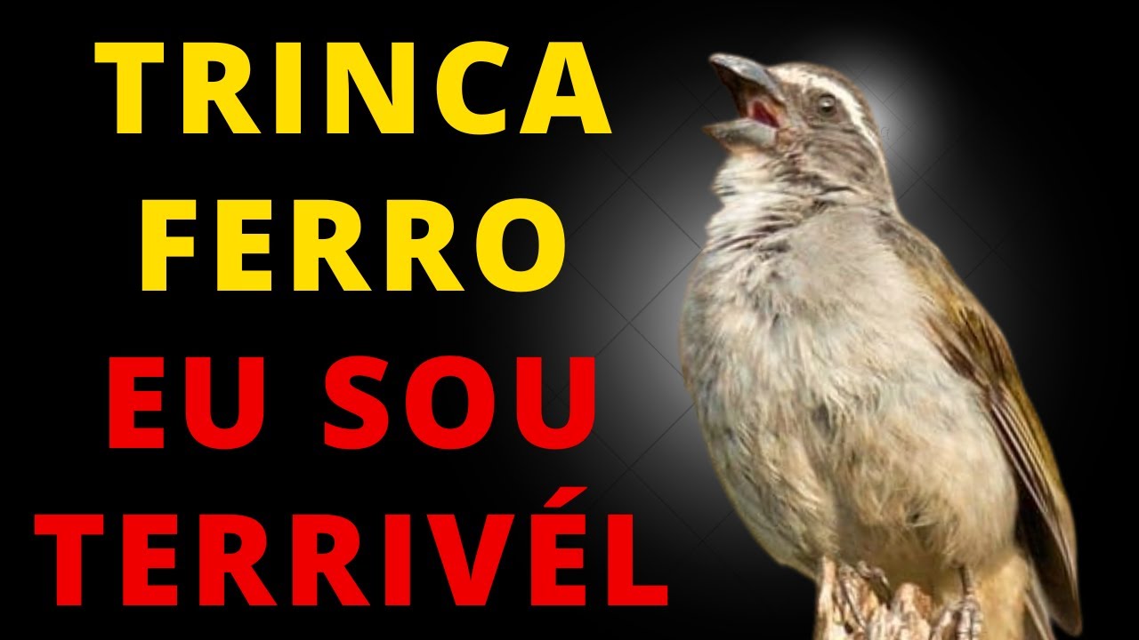 TRINCA FERRO EU SOU TERRIVEL