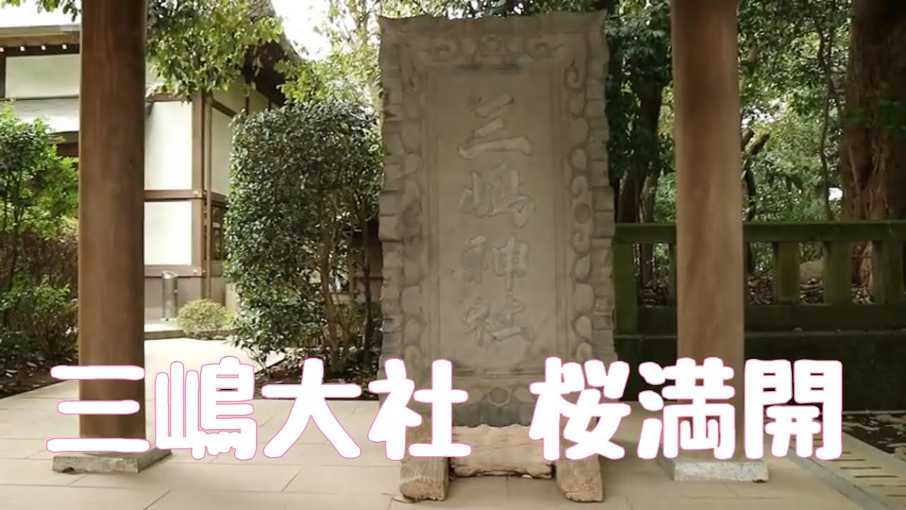 静岡 三嶋大社桜満開 EOSM3 IVISminiX