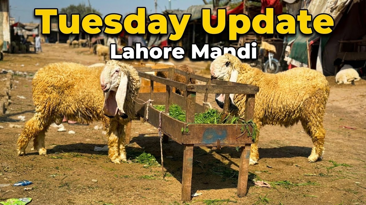 Tuesday Update | Lahore Mandi | Shahpur Kanjra | Qurbani 2026 | Mazhar Biba Official 