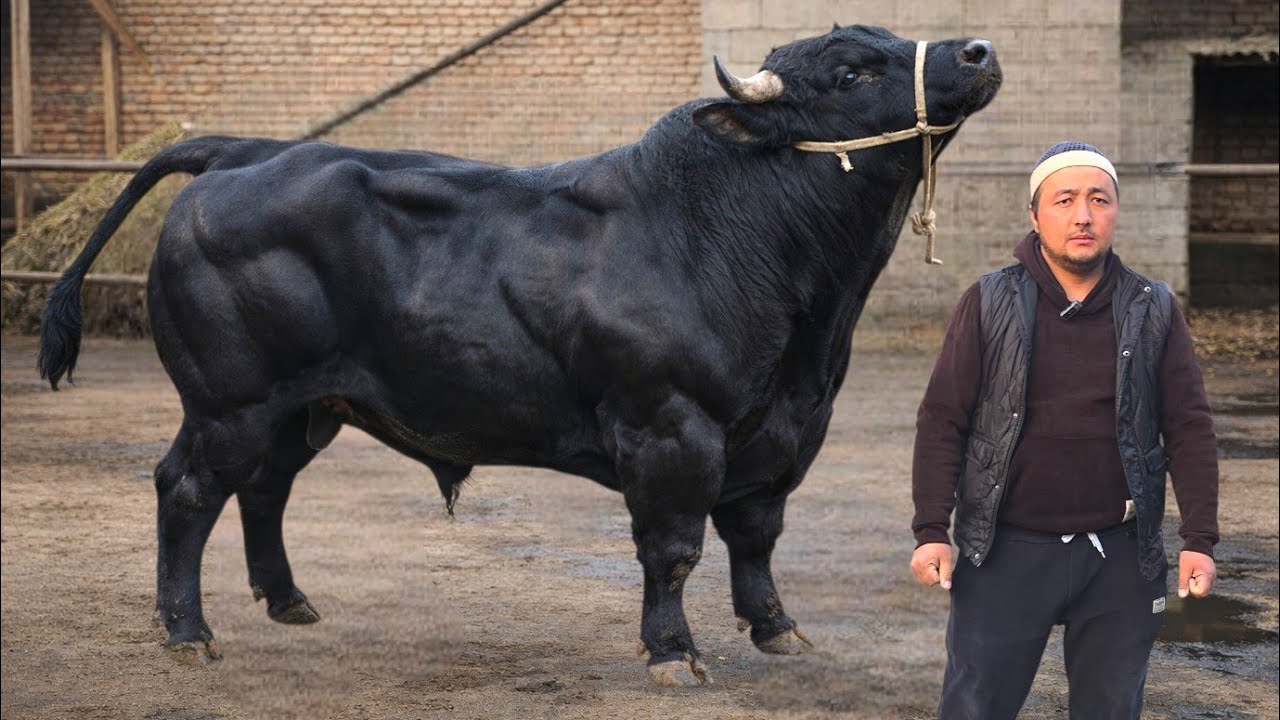 Narxlar Sindi Xamidullodan Yosh va Yemlashga Tayyor Buqalar 18-mart, 2026
