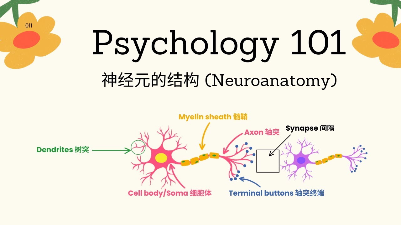 Psychology101|神经元的结构 (Neuroanatomy)