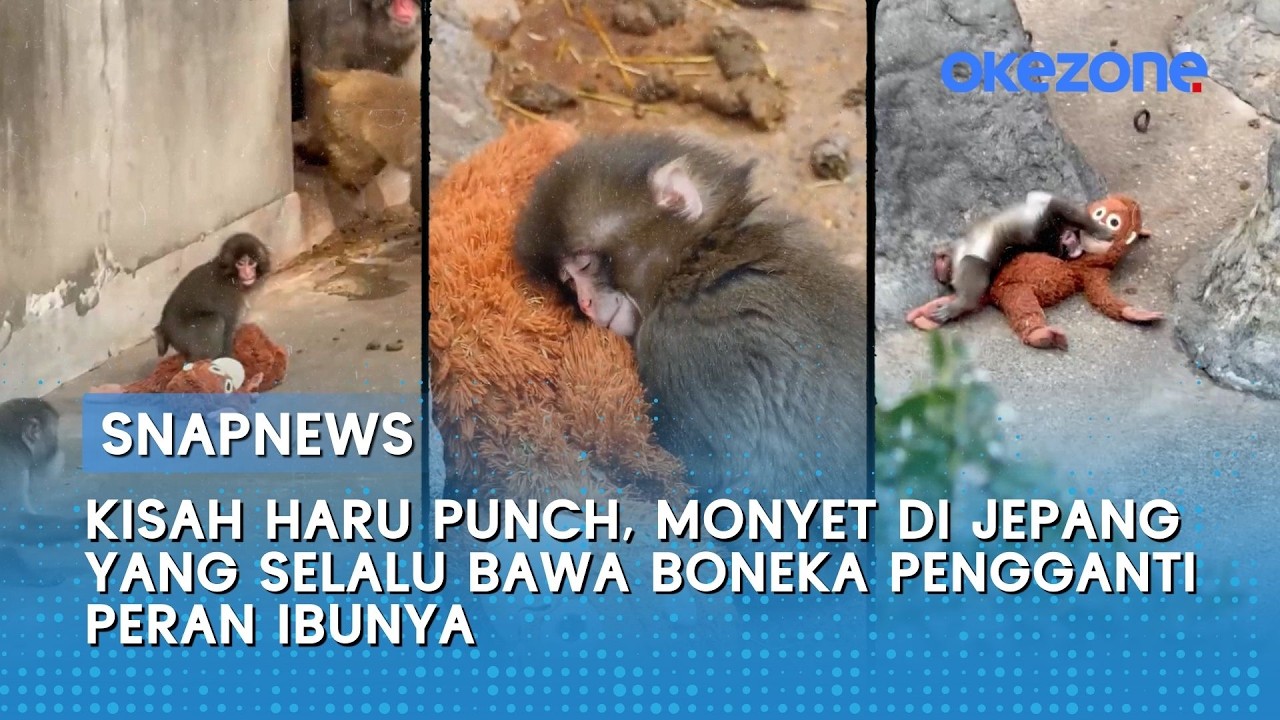 Kisah Haru Punch, Monyet di Jepang yang Selalu Bawa Boneka Pengganti Peran Ibunya