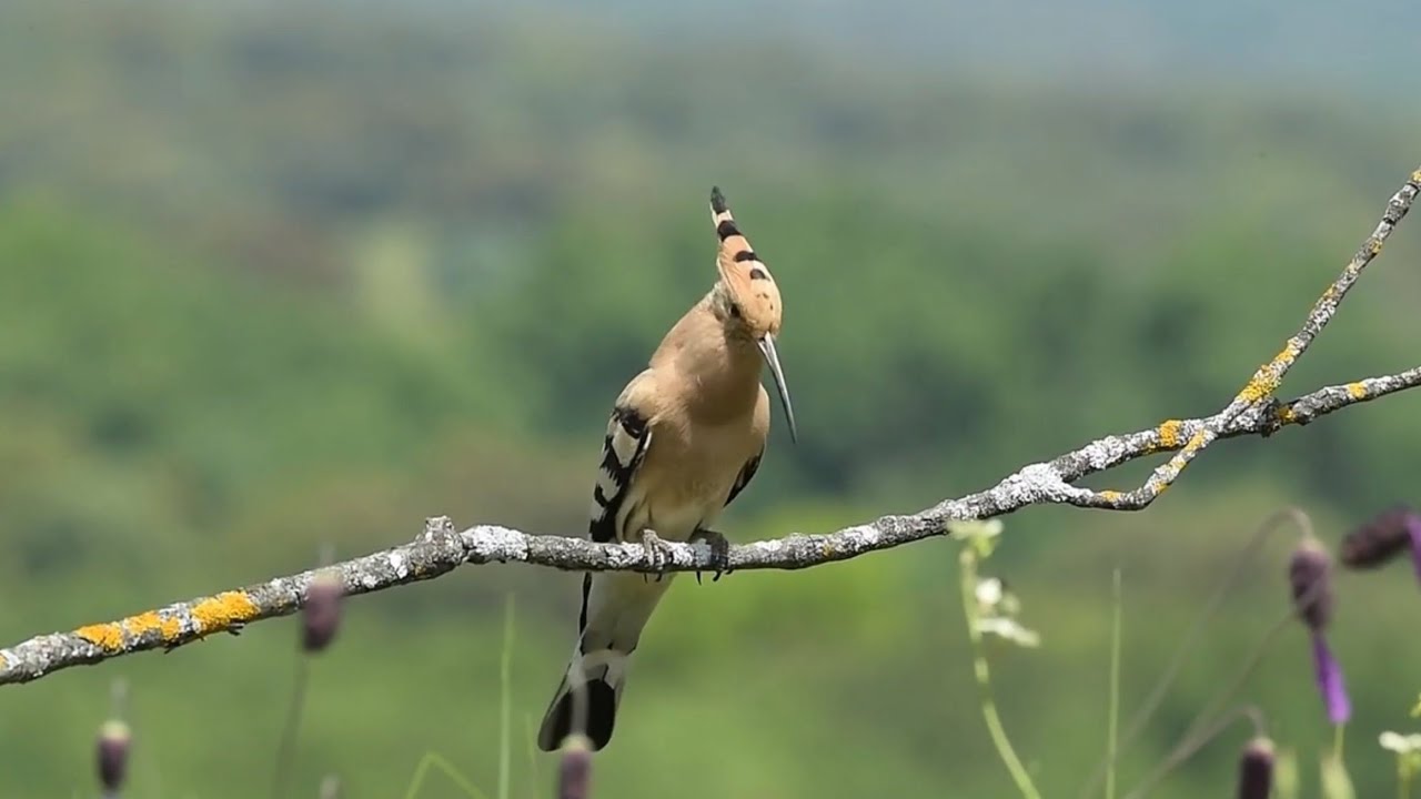 دا چې غلي غلي ګرځم زړه سخت دائ دردیدلی                   جدائ کښي لیوانی شوم نازاولی يار مي تللی .