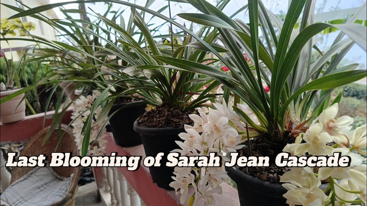 Late Variety and Last blooming of Sarah jean Cascade #cymbidium #orchid #sarah jean