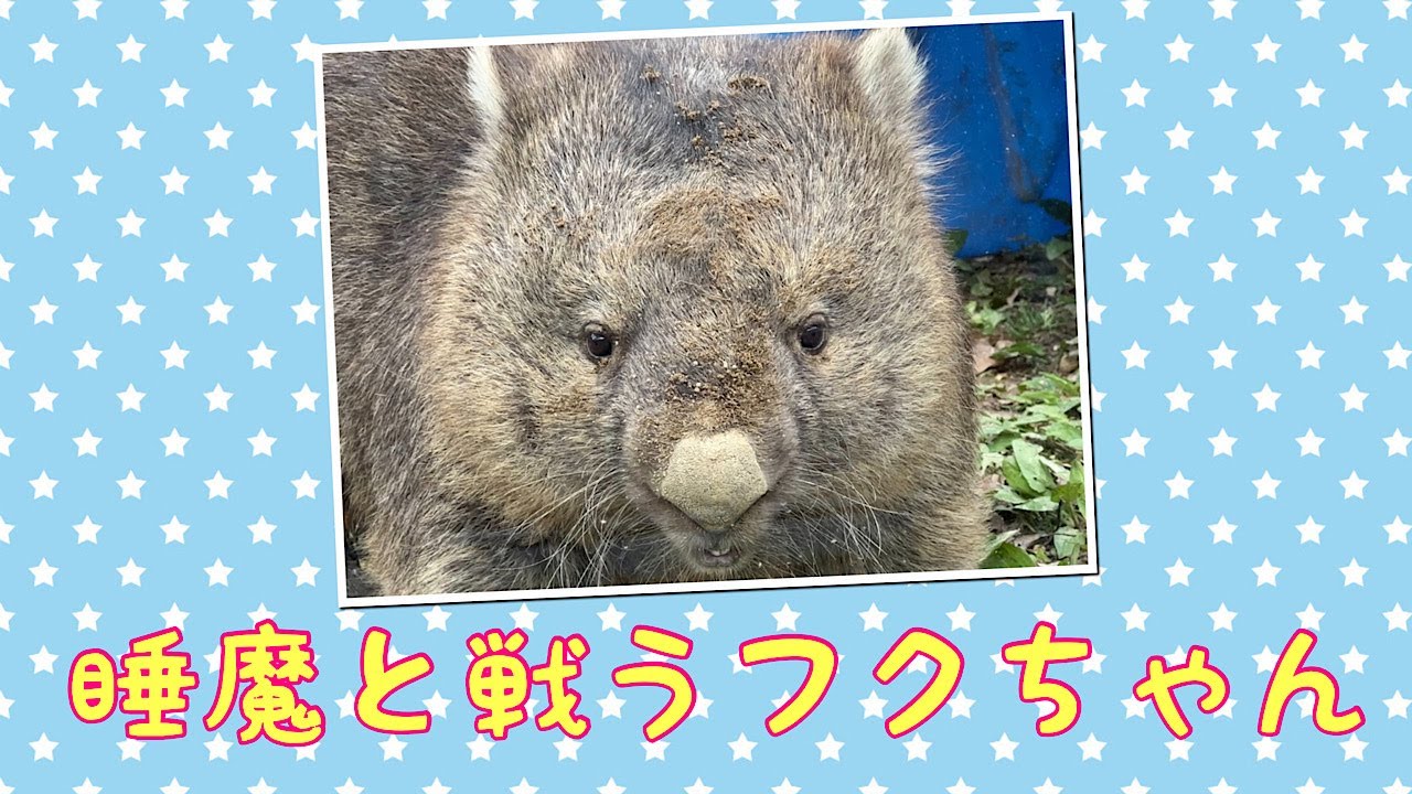 【wombat】睡魔と戦うフクちゃん☆(Fight sleepiness)