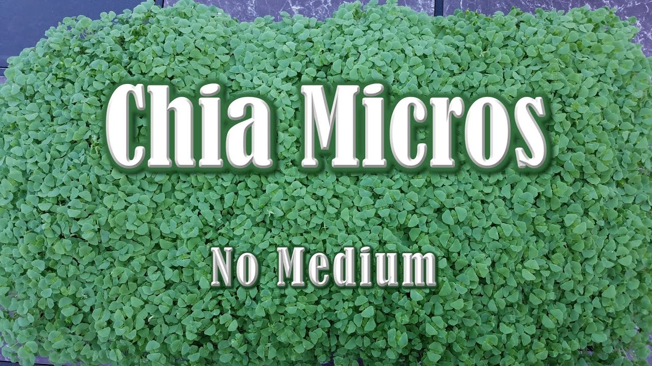 Chia Microgreens Grown Without Medium (Soil, Coco, or Peat)