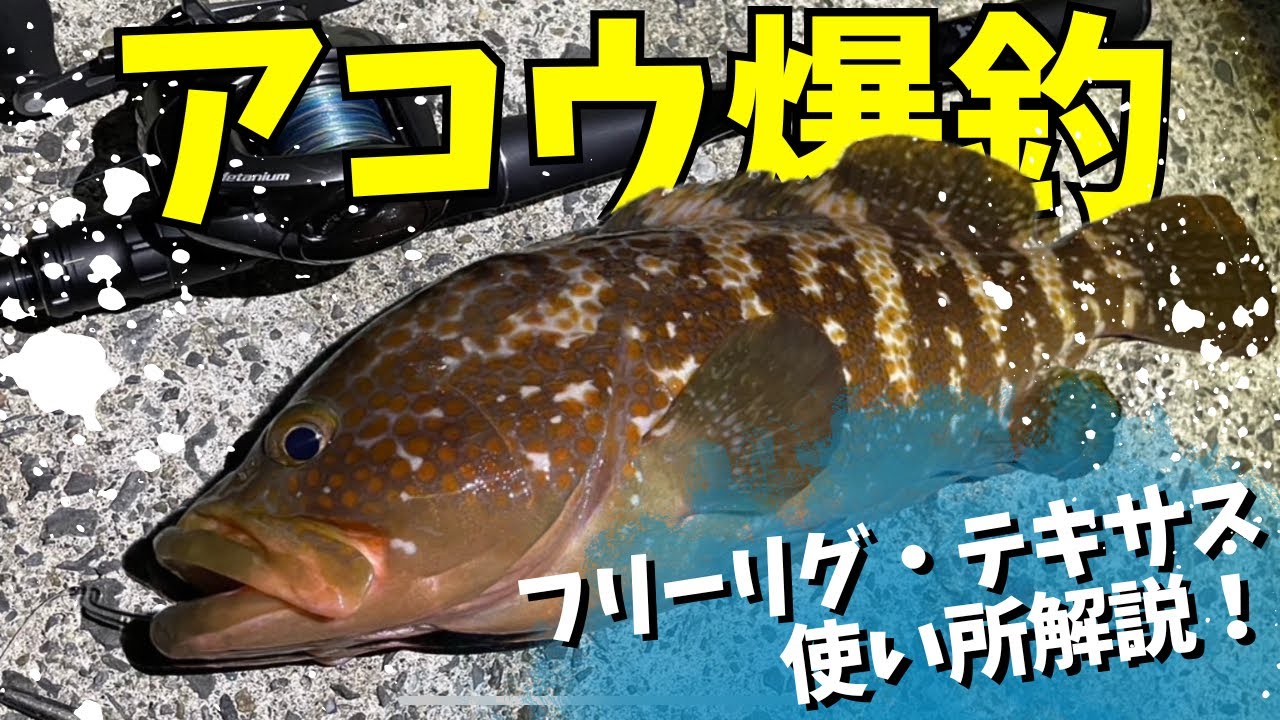 夏のアコウ必須リグ！テキサスリグ、フリーリグをご紹介！ど定番で使いやすいのでロックフィッシュには外せないリグです！