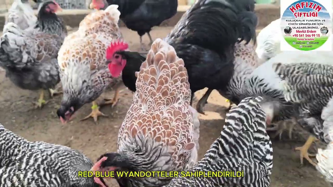 KOÇERO REİS MAŞALLAH -/- YİNE ÇİFTLİKTEYİZ 