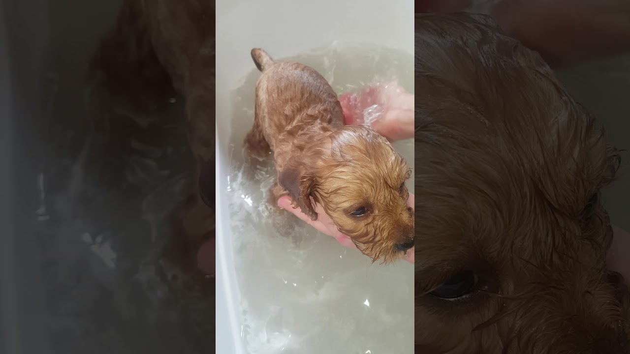 How to bath your Cavoodle puppy