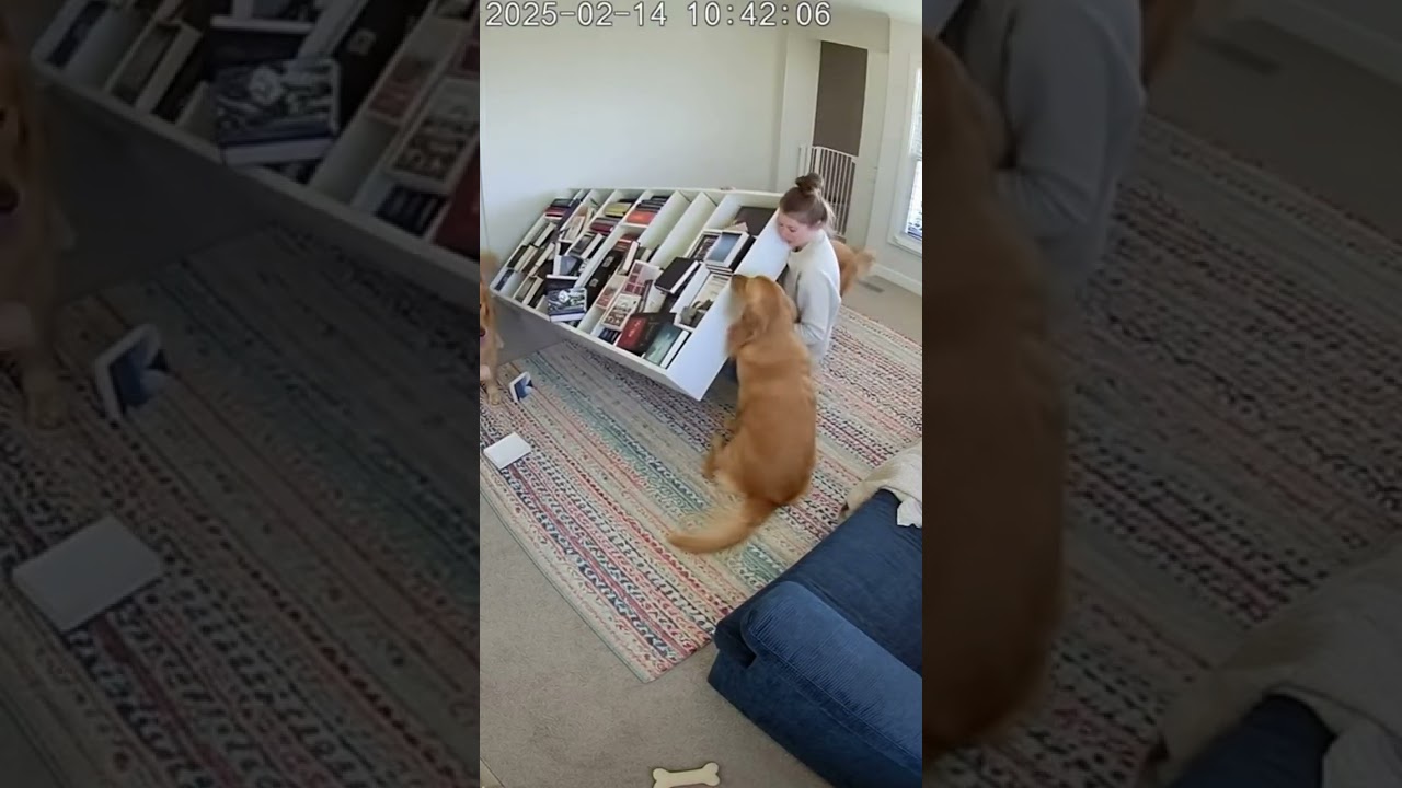 Dogs Save Babies From Falling Furniture – Golden Retrievers, Labs, Shepherds (Part 1)