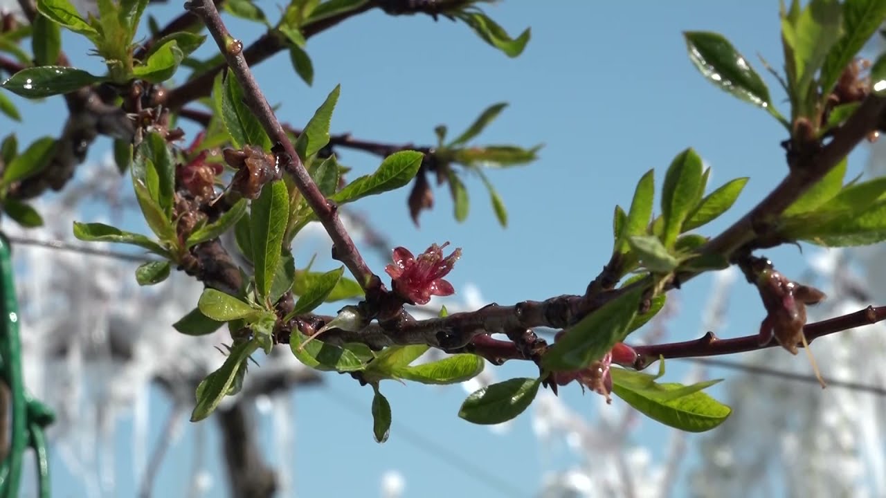 Frutteti nella morsa del gelo, si tenta di salvarli con il sistema “antibrina”