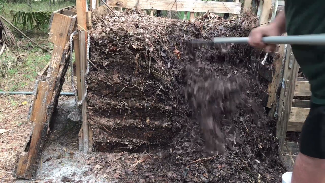 Pallet oak leaf composting bin inspection at around 60 days