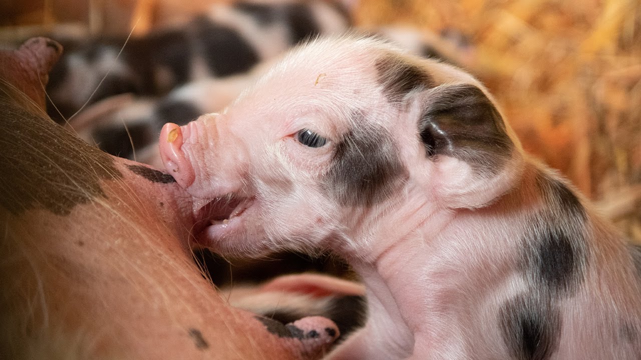 Biggetjes geboren in DierenPark Amersfoort