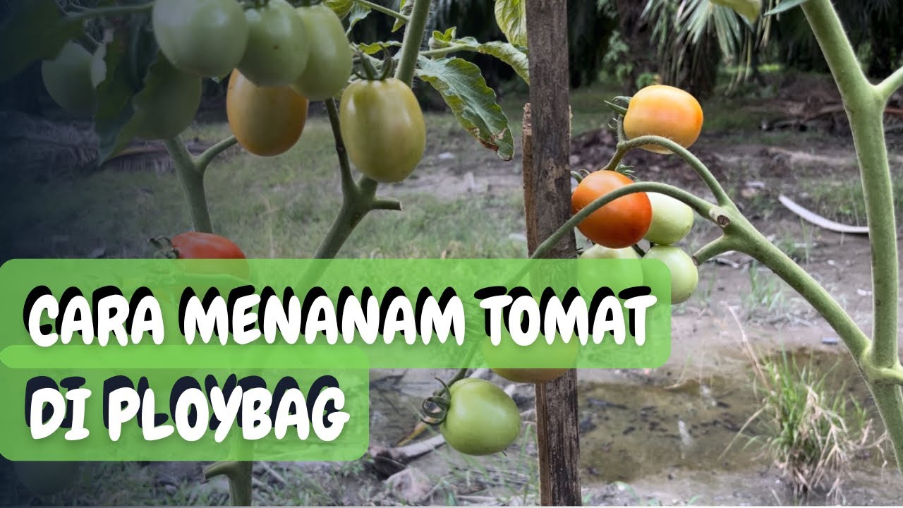 Menanam Tomat di Polybag dari semai bibit hingga panen‼️